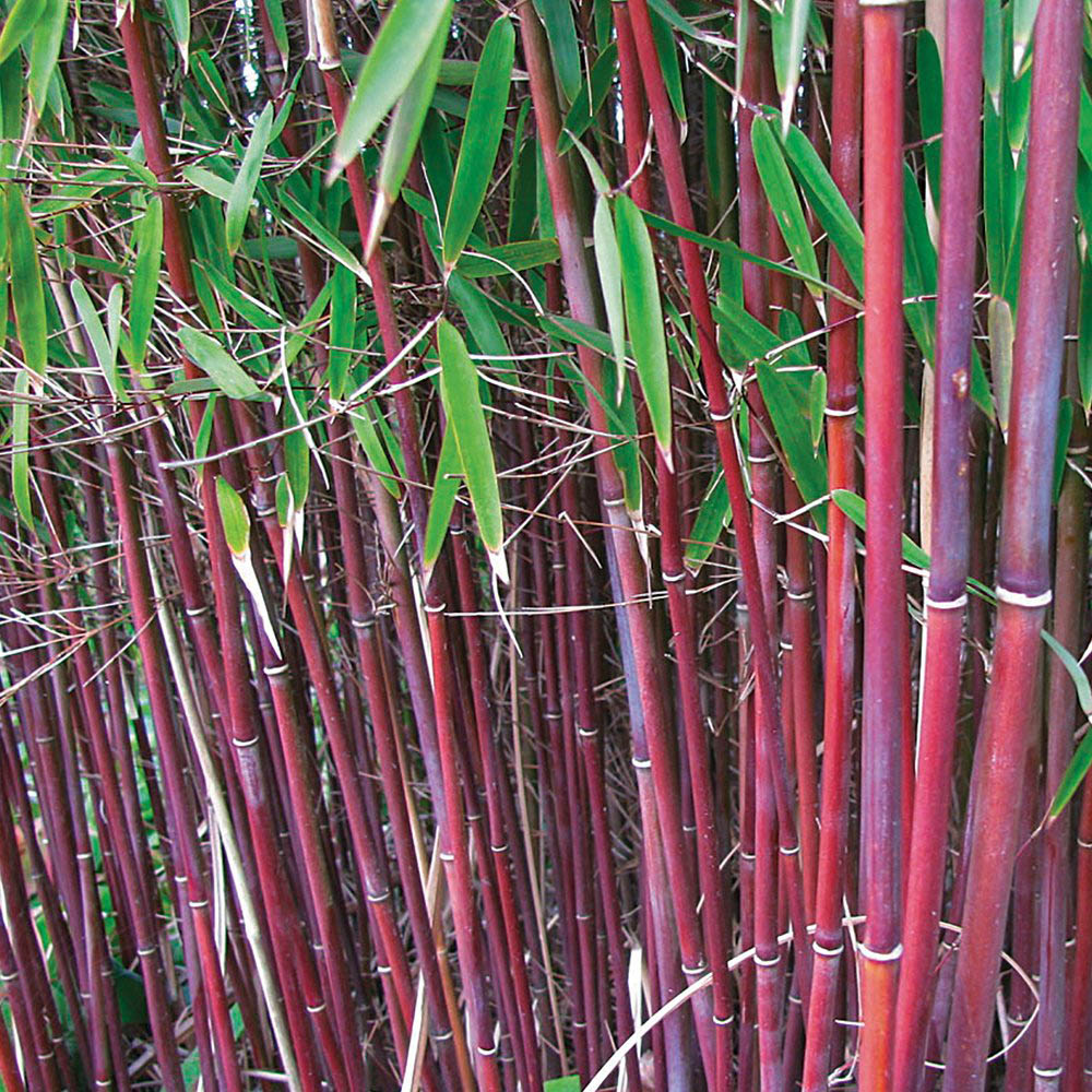 Thompson and Morgan Fargesia Asian Wonder Red Umbrella Bamboo Plant Pot 9cm Image 2