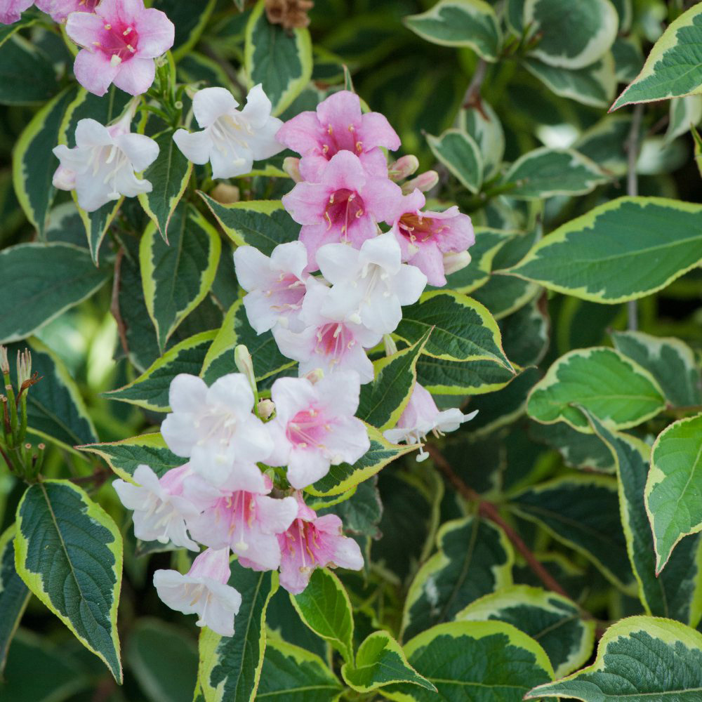 Thompson and Morgan Weigela Florida Variegata Potted Plant 9cm Image 3