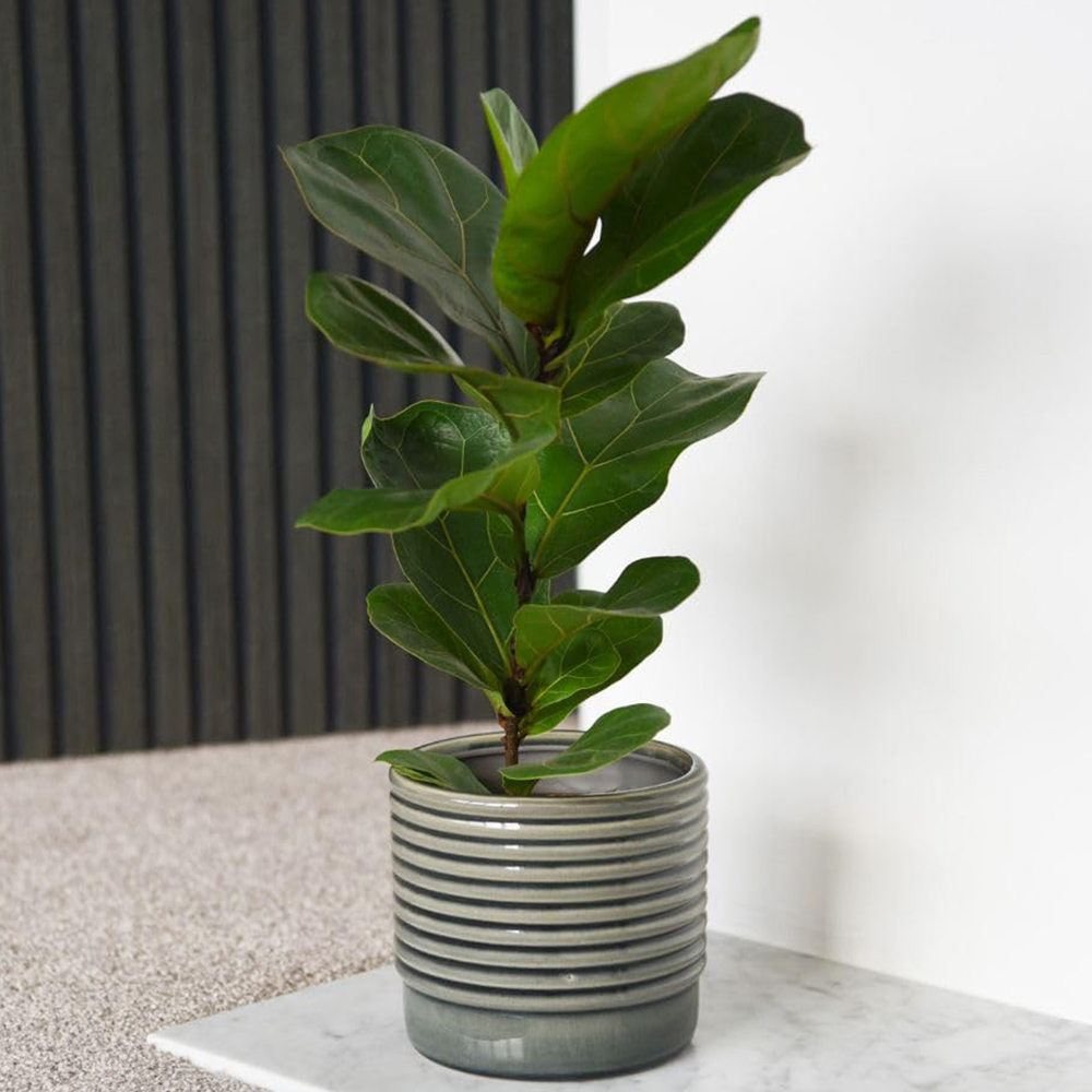 Thompson and Morgan Ficus Lyrata in Hydro Plant Pot 27cm 2 Pack Image 1