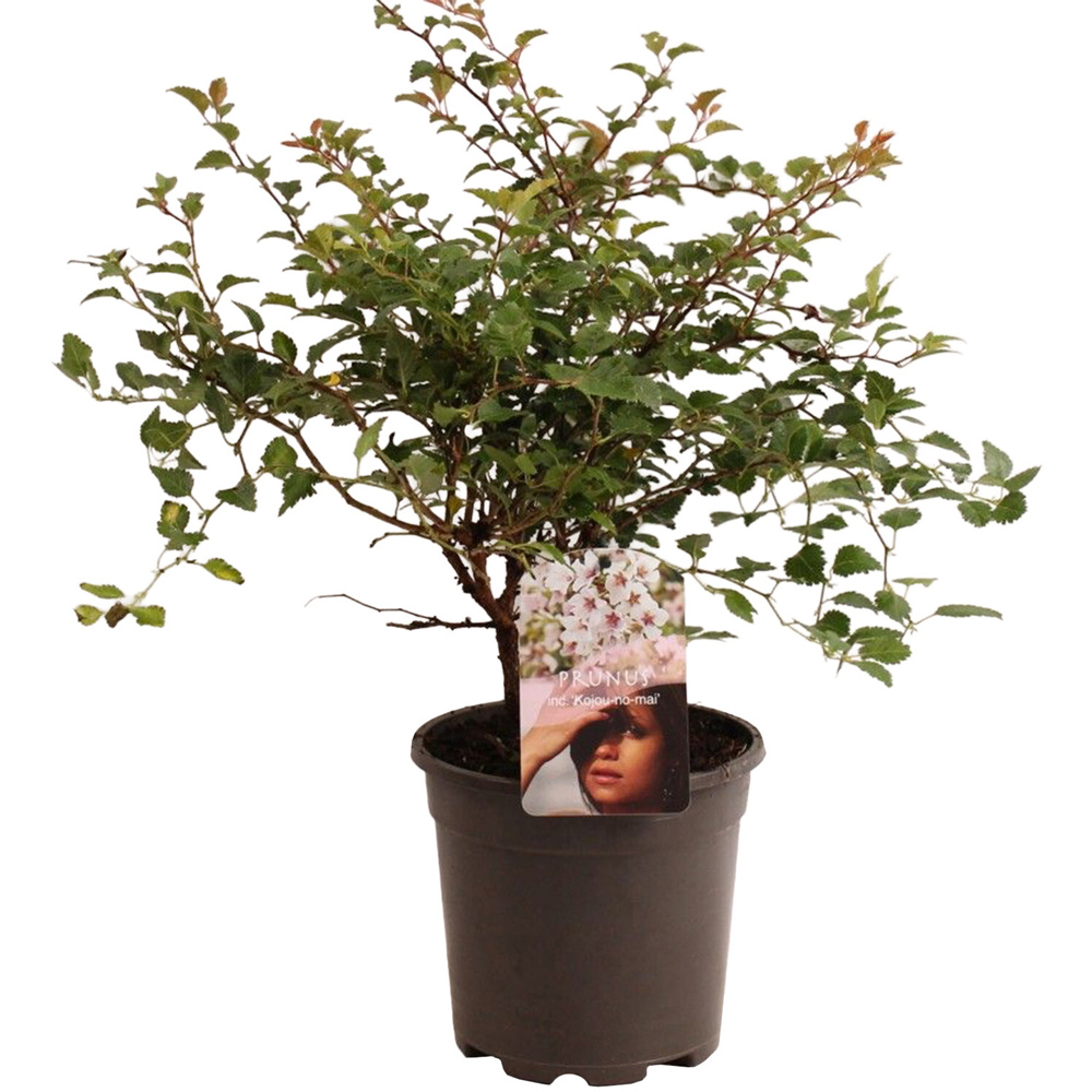 Prunus Kojo No Mai Plant Image