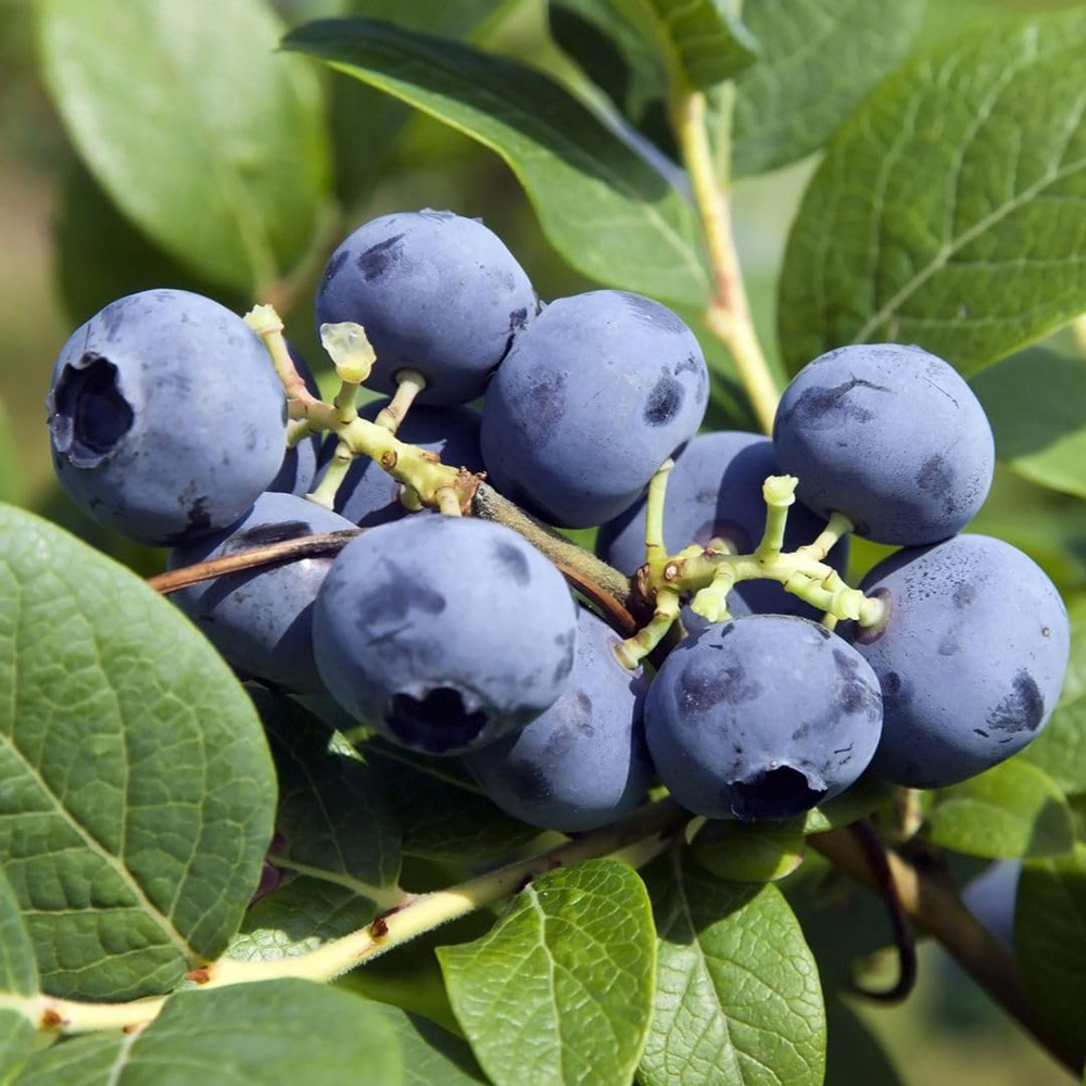 Thompson & Morgan Bluecrop Blueberry Plant Pot 2L Image 1