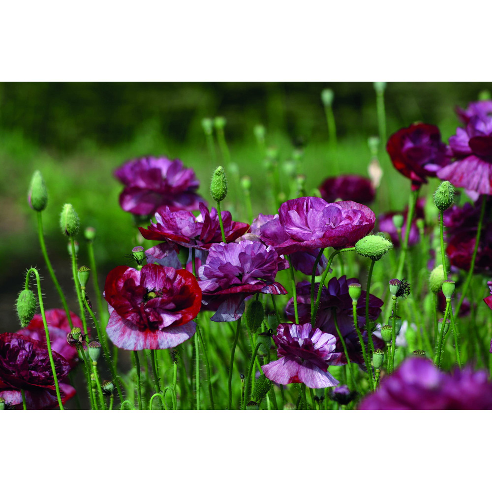 Thompson & Morgan Poppy Burgundy Bigalow Seeds Image 2