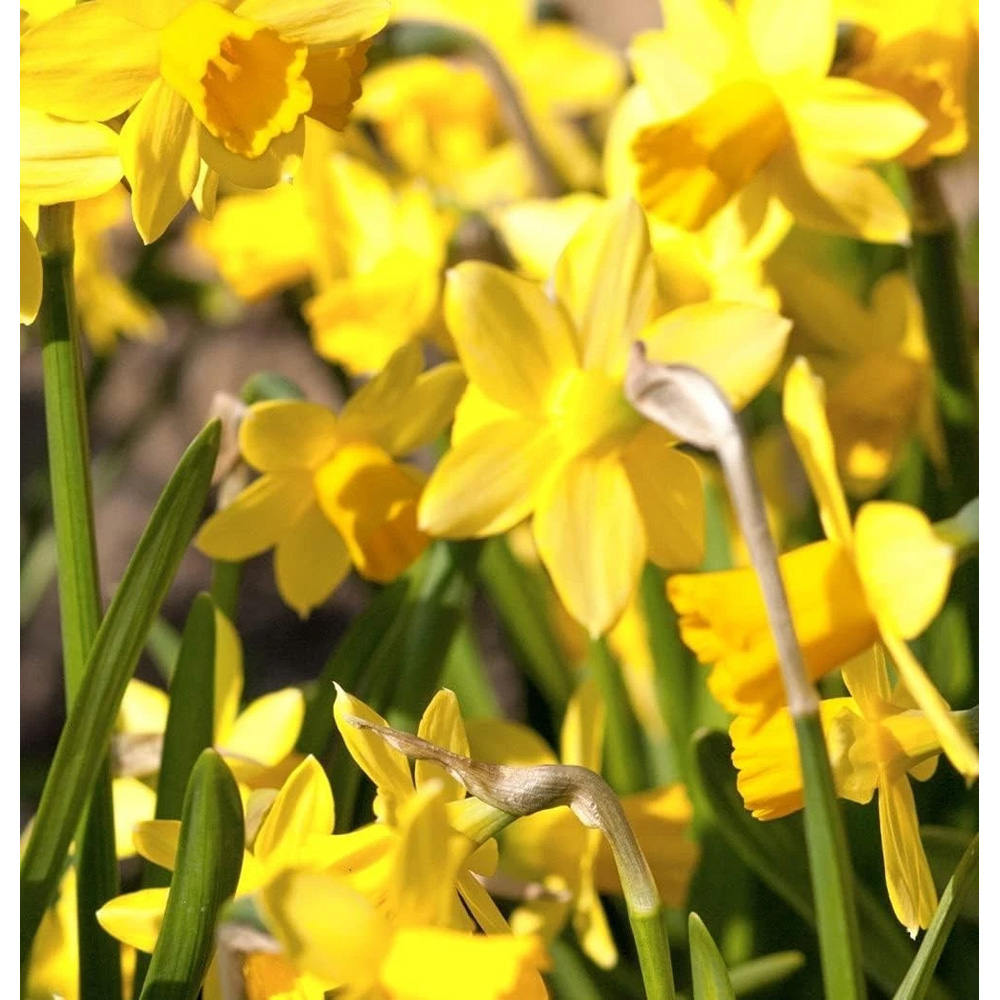 Thompson and Morgan Daffodil Chuckles Planting Bulb 8 Pack Image 3