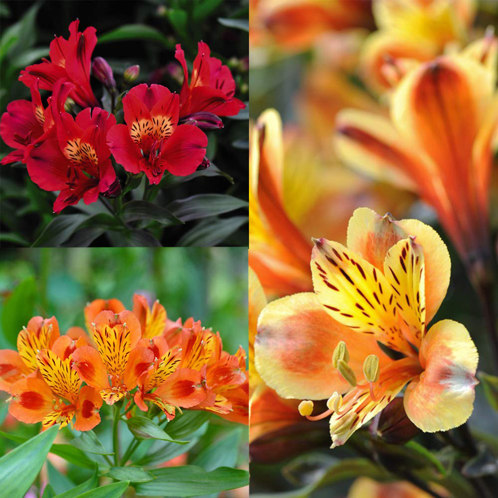 Thompson and Morgan Alstroemeria Summer Trio Jumbo Plugs 3 Pack Image 1