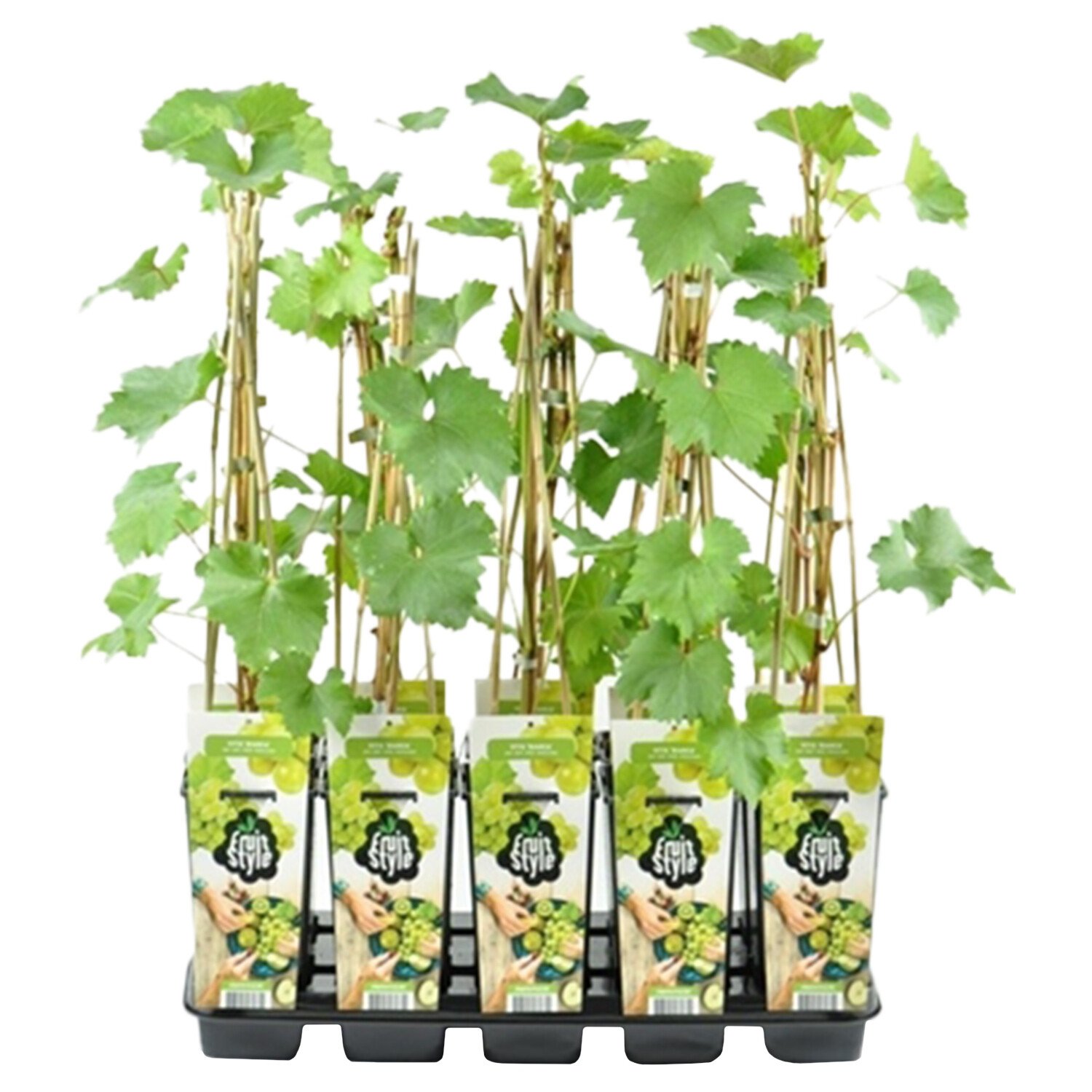 Grape Plant - Vroege Van Der Laan Image
