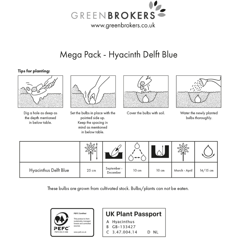 GreenBrokers Dutch Delft Blue Hyacinth Bee Friendly Planting Bulb in Gift Bag 10 Pack Image 3
