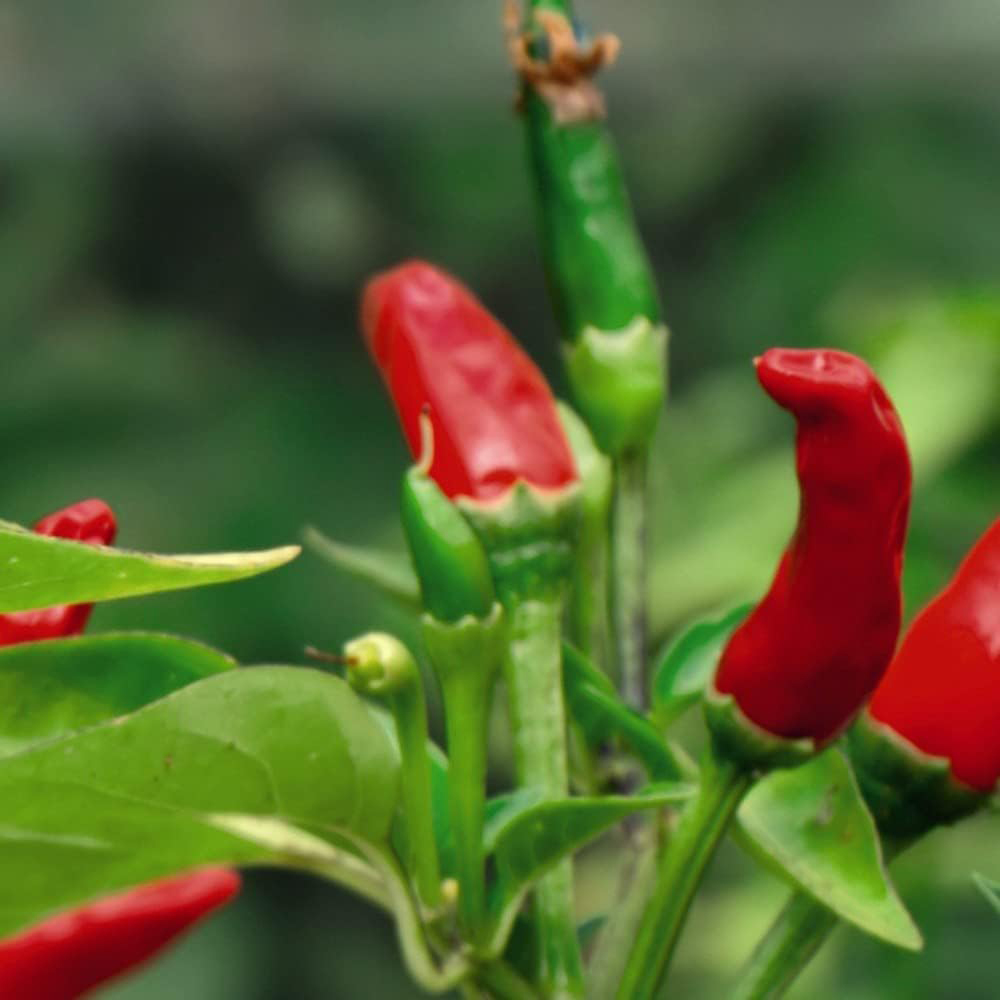 Chilli Morgan Thompson & Morgan Chilli Pepper Tabasco 10 Seeds Packet | Wilko
