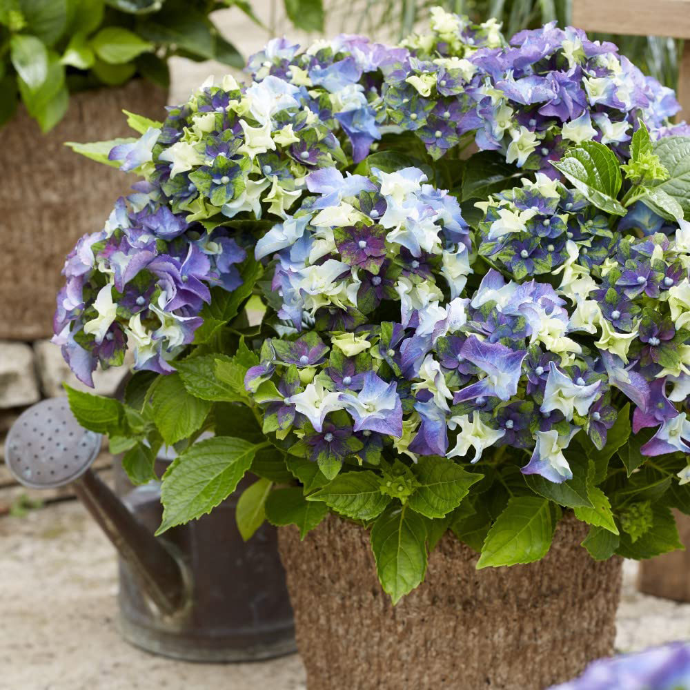 Thompson and Morgan Hydrangea Lady Mata Hari Blue Plant Pot 2L Image 2