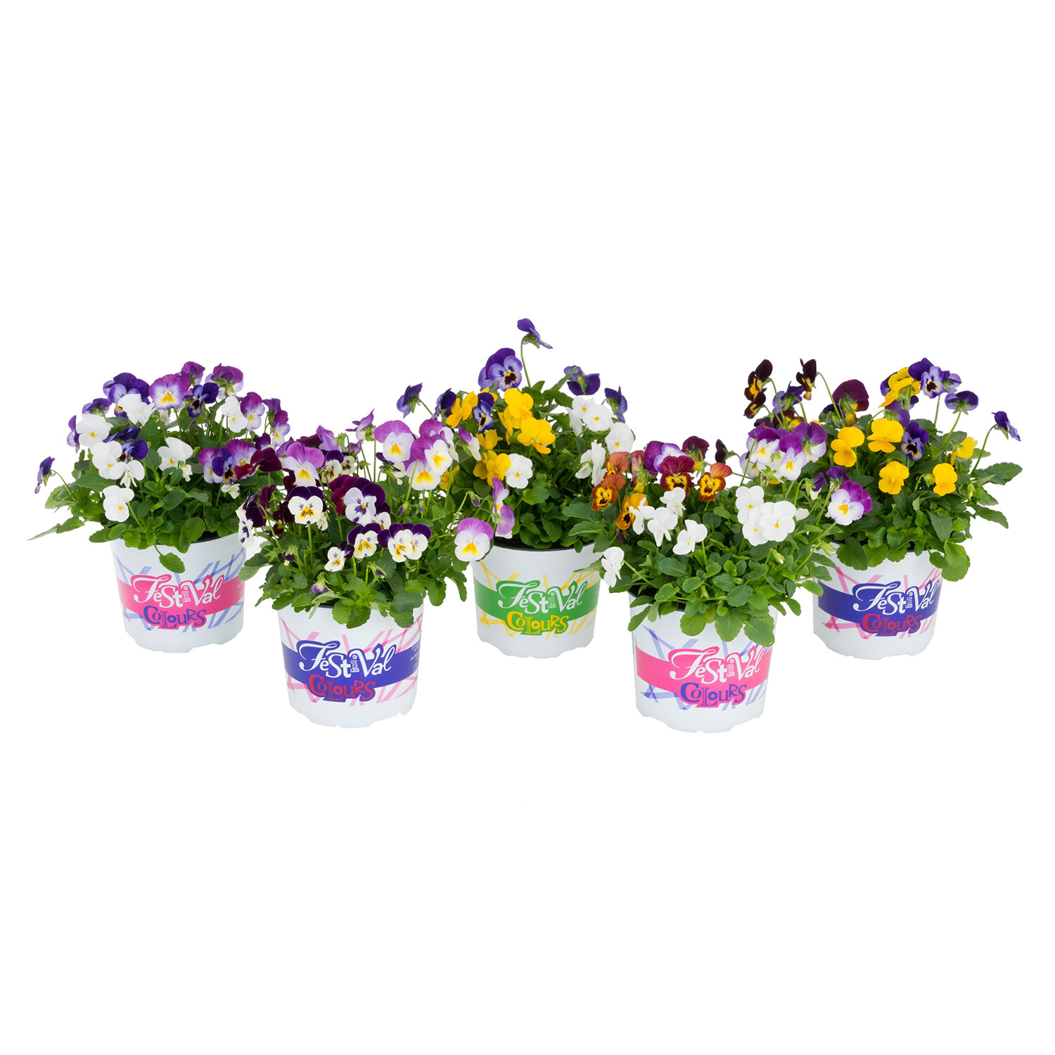 Festival Colours Viola Image