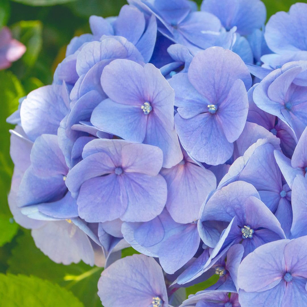 Thompson & Morgan Hydrangea Blue Danube Blaue Donau Plant Pot 10L 2 Pack Image 1