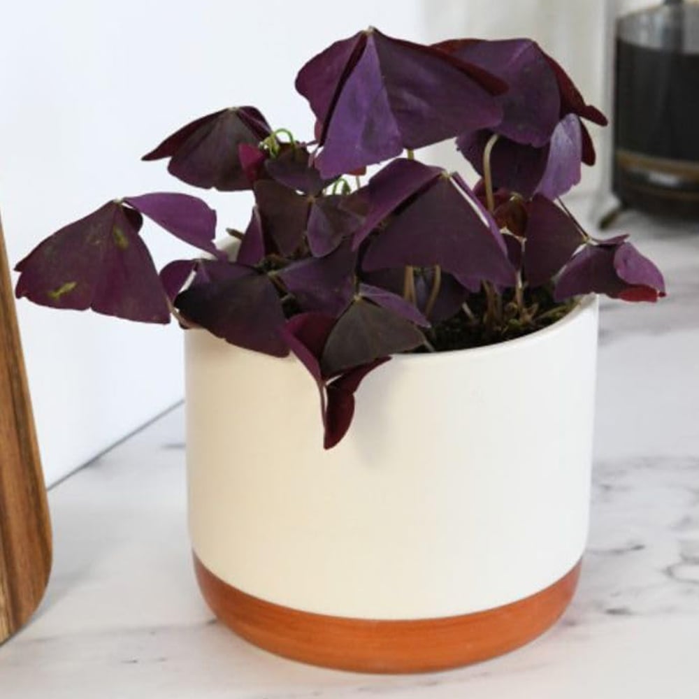 Thompson and Morgan Oxalis Triangularis Mijke Plant Pot 12cm Image 1