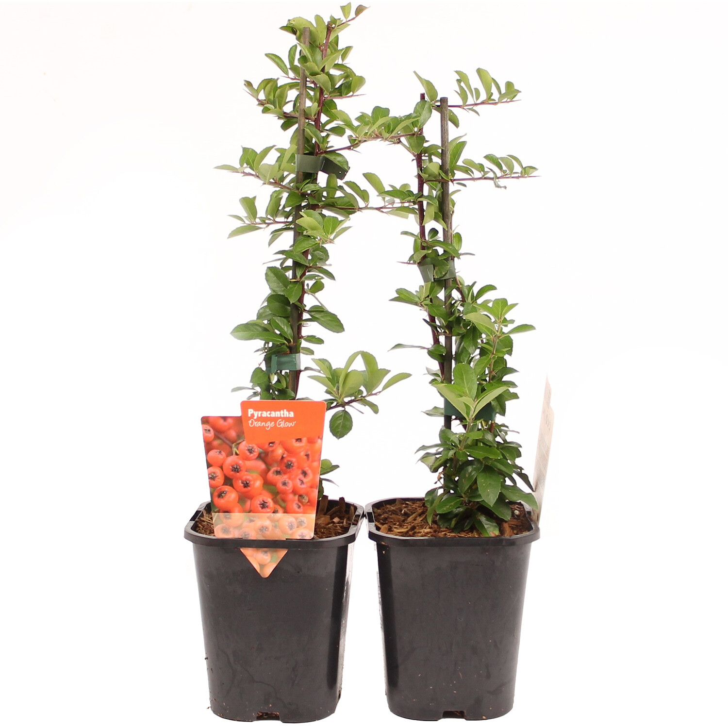 Pyracantha Orange Glow 11cm - Orange Image