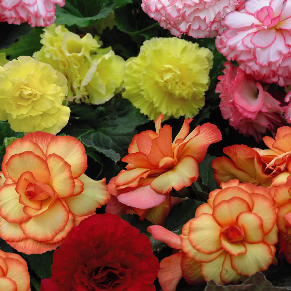 Thompson and Morgan Begonia Majestic Garden Ready Plant 30 Pack Image 1