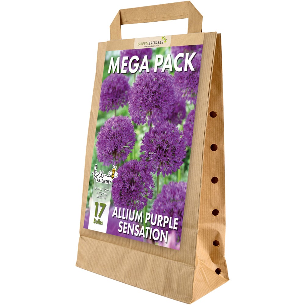 GreenBrokers Dutch Allium Purple Sensation Planting Bulb 17 Pack Image 1