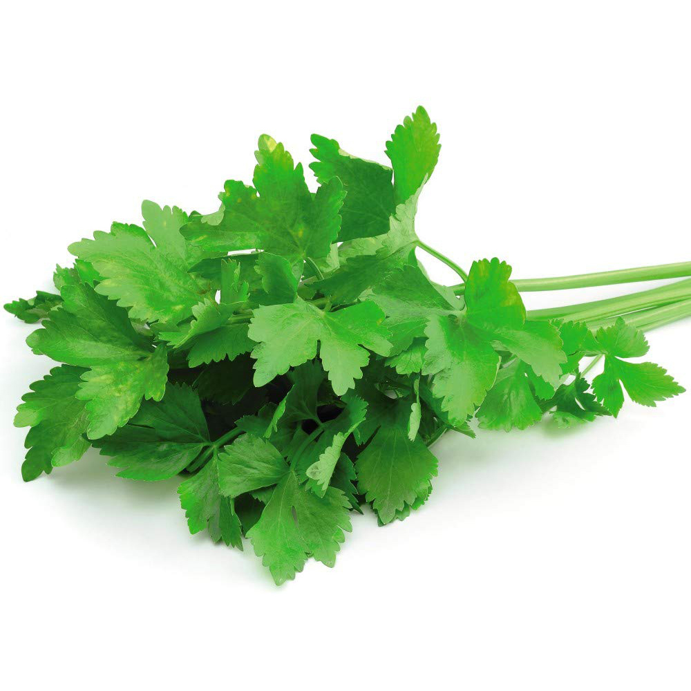 Thompson & Morgan Organic Herb Coriander Leaf Seeds Image 2