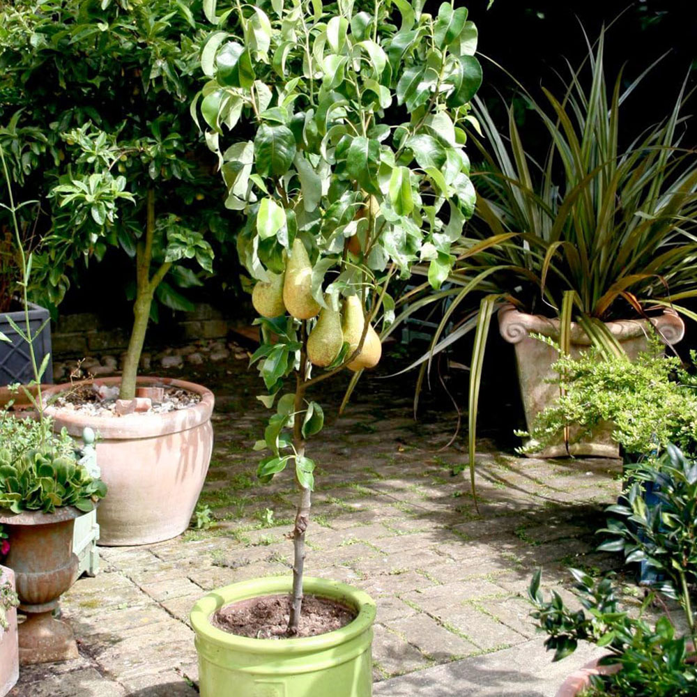 Thompson and Morgan Patio Fruit Tree Collection Plant Pot 9cm 5 Pack Image 2