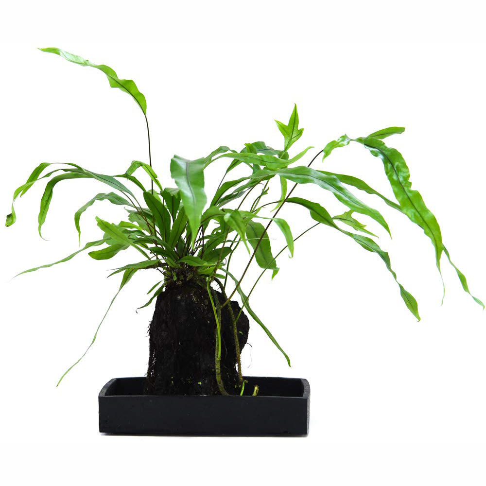 Thompson and Morgan Lova Diversifolium Lava plant with Wooden Tray Image 3