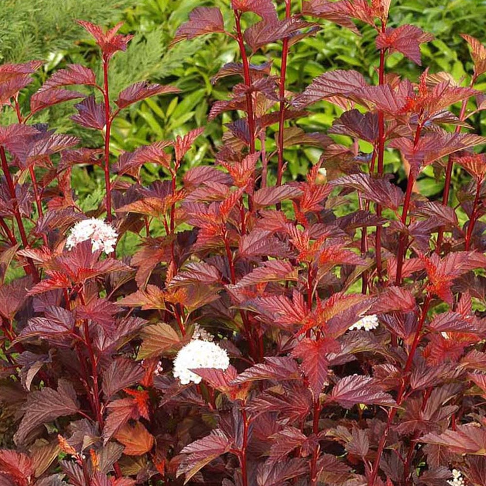 Thompson and Morgan Physocarpus Opulifolius Diable Dor Plant Pot 3.6L Image 1