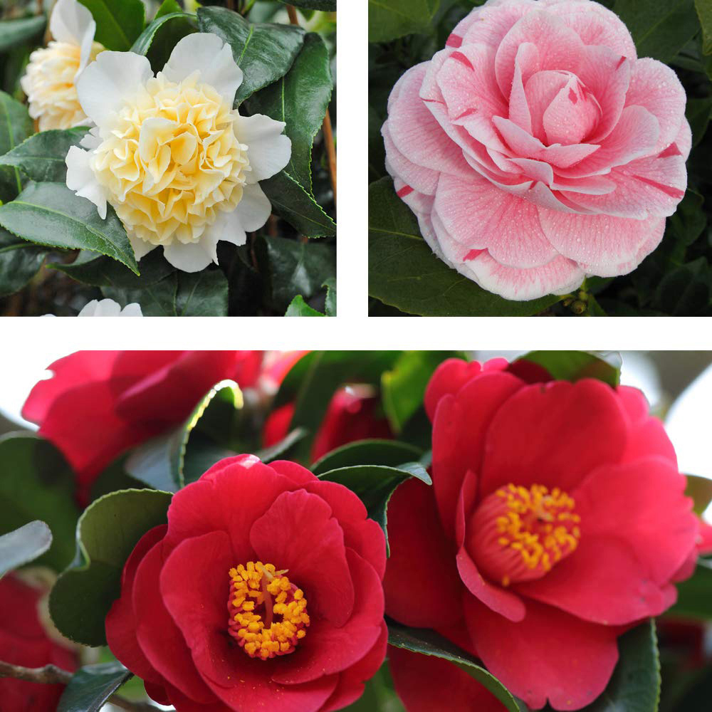 Thompson and Morgan Camellia Collection Plant Pot 9cm 3 Pack Image 1