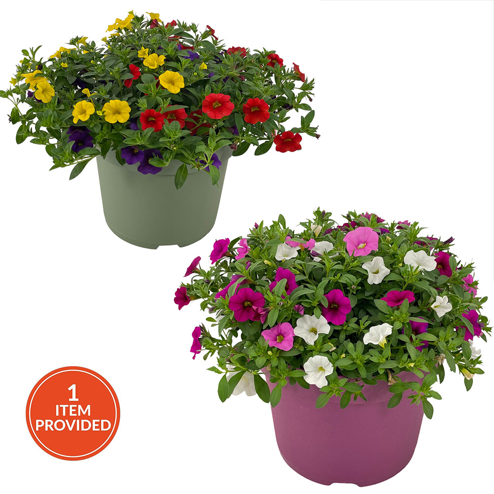 Bedding Trixi Plant Image 1