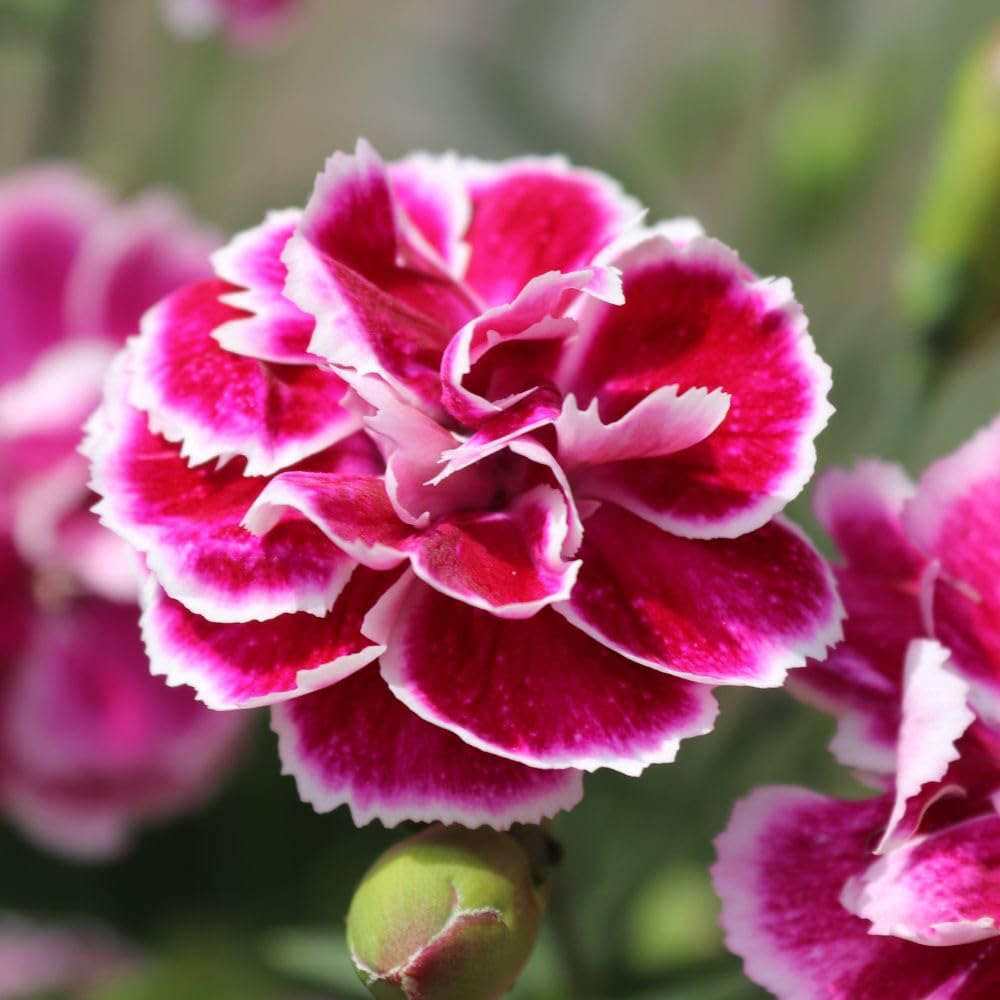 Thompson and Morgan Dianthus Bicolour Magenta Plant Pot 3L 2 Pack Image 1