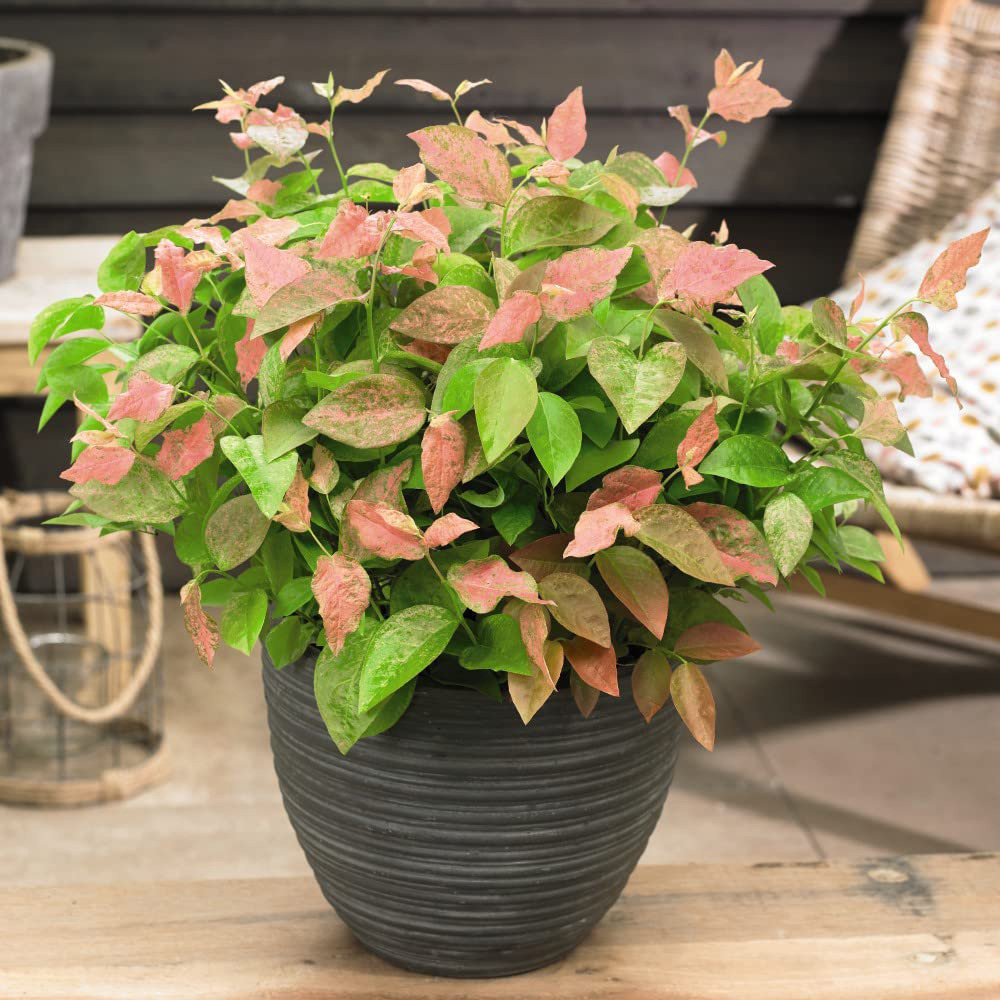Thompson and Morgan Blueberry Vaccinium Flamingo Plant Pot 9cm 3 Pack Image 3