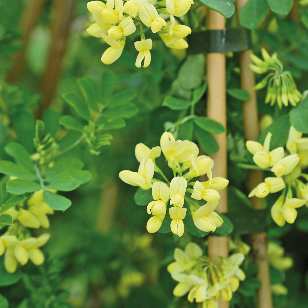 Thompson and Morgan Coronilla Citrina Plant Pot 3L 3 Pack Image 5