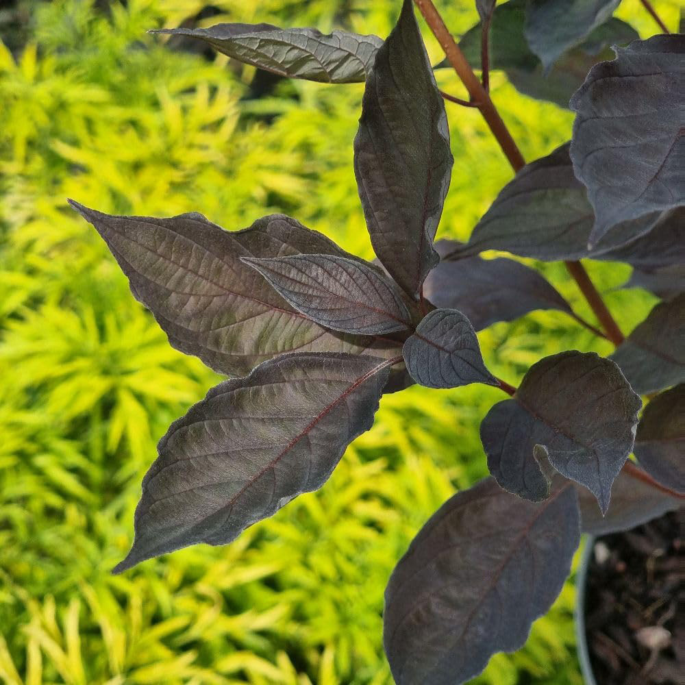 Thompson and Morgan Cornus Alba Nightfall Plant Pot 3L Image 2