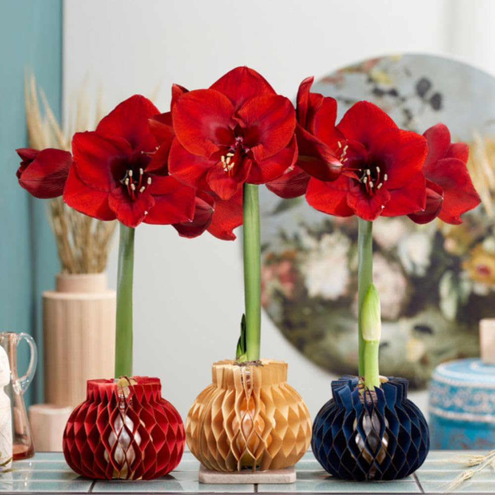 Thompson and Morgan Red Amaryllis Jolie Planting Bulb in Mix Sleeve 3 Pack Image 1