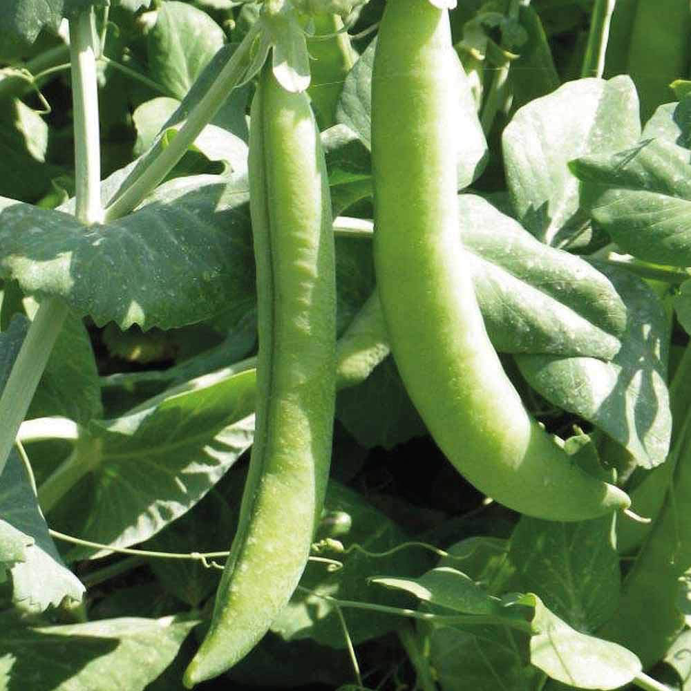 Thompson & Morgan Pea Eddy Seeds Image