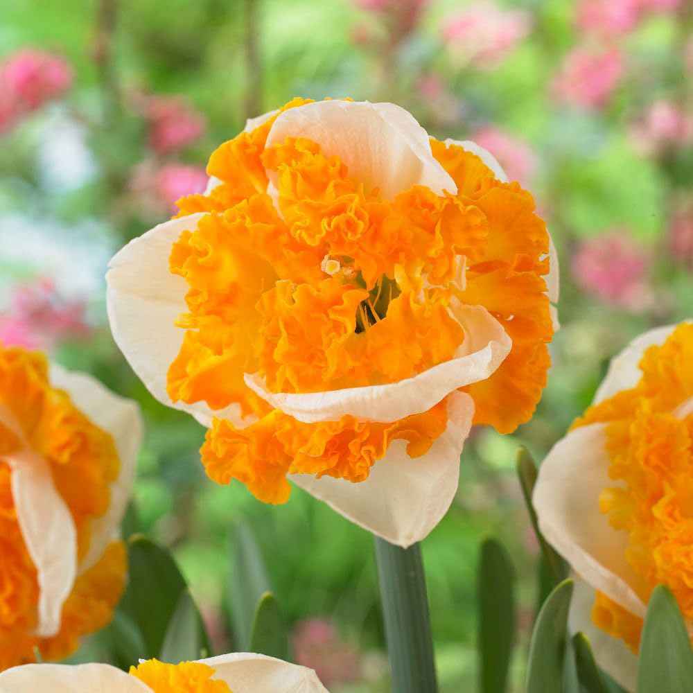 Thompson and Morgan Narcissus Swirl Bulbs 10 Pack Image
