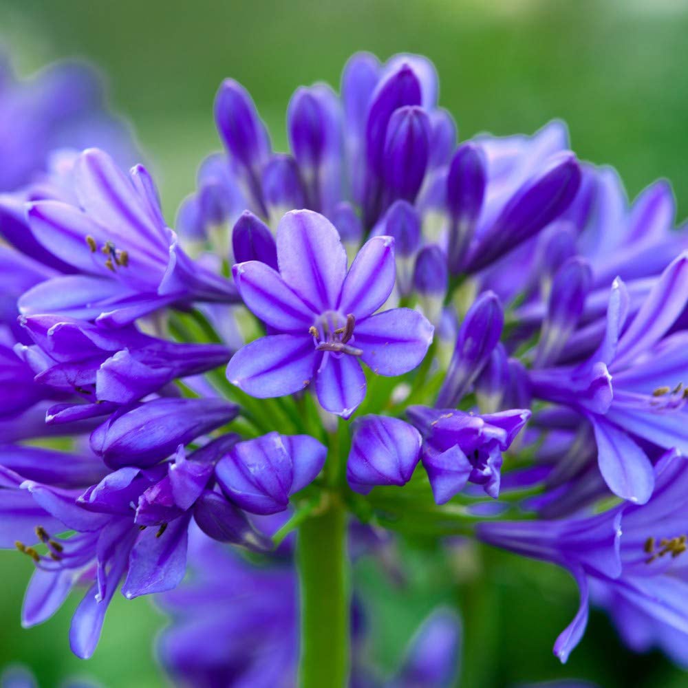 Thompson and Morgan Agapanthus Brilliant Blue Plant Pot 3L 3 Pack Image 1