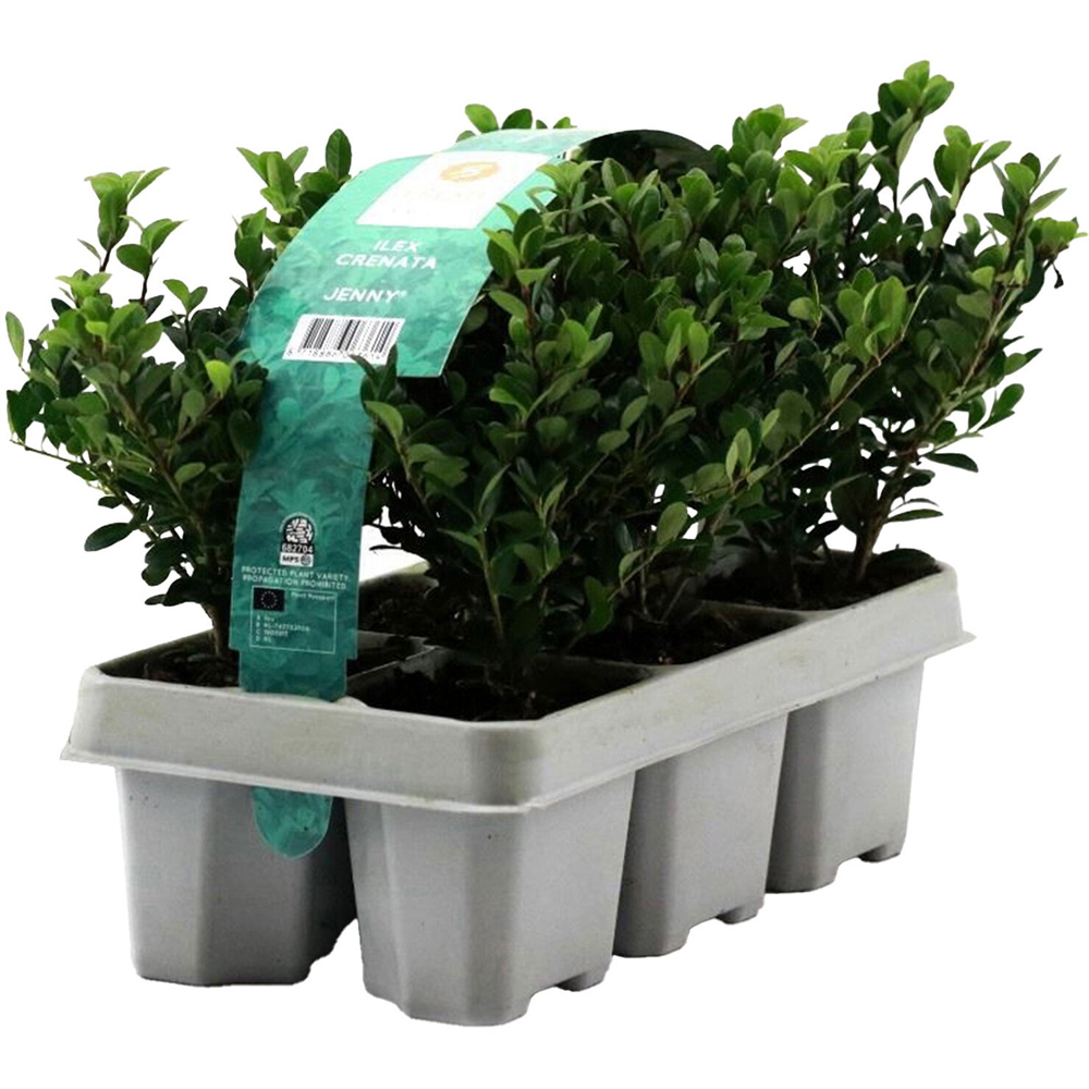 Pack of 6 Ilex Crenata Jenny Evergreen Shrubs Image