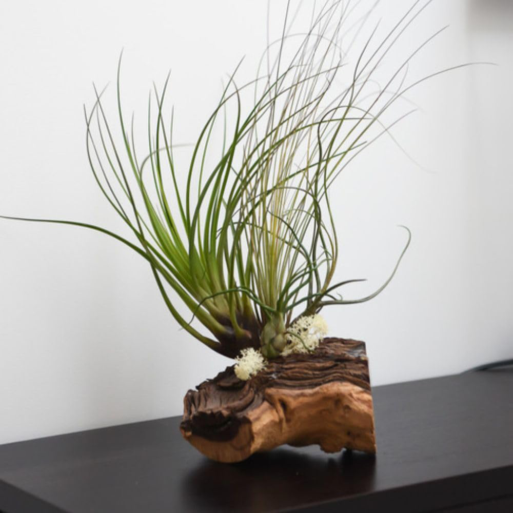 Thompson and Morgan Gift Air Plant on Bog Wood 4 Pack Image 1