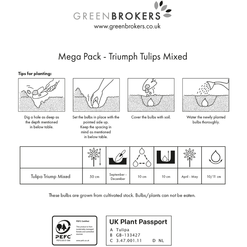 GreenBrokers Dutch Tulip Mixed Planting Bulb 35 Pack Image 3