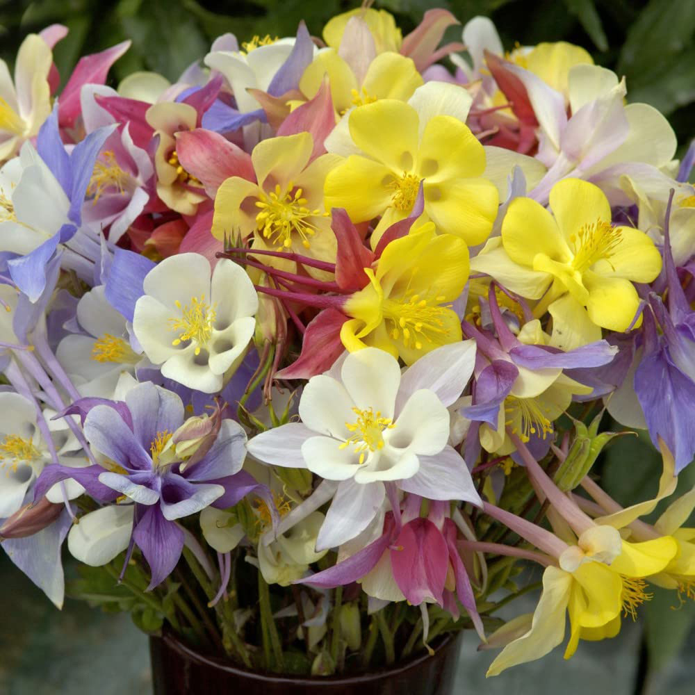 Thompson and Morgan Aquilegia Mrs Scott Elliott Garden Ready Plant 15 Pack Image 2