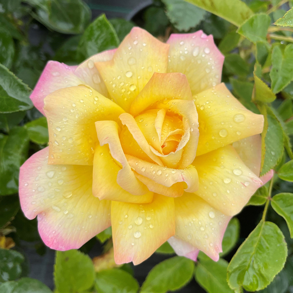 YouGarden Rose Garden Glamour Collection Bare Root 5 Pack Image 3