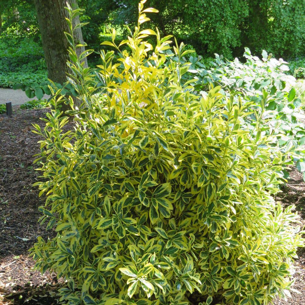 Thompson and Morgan Euonymus Japonicus Albomarginatus Plant Pot 9cm Image 3