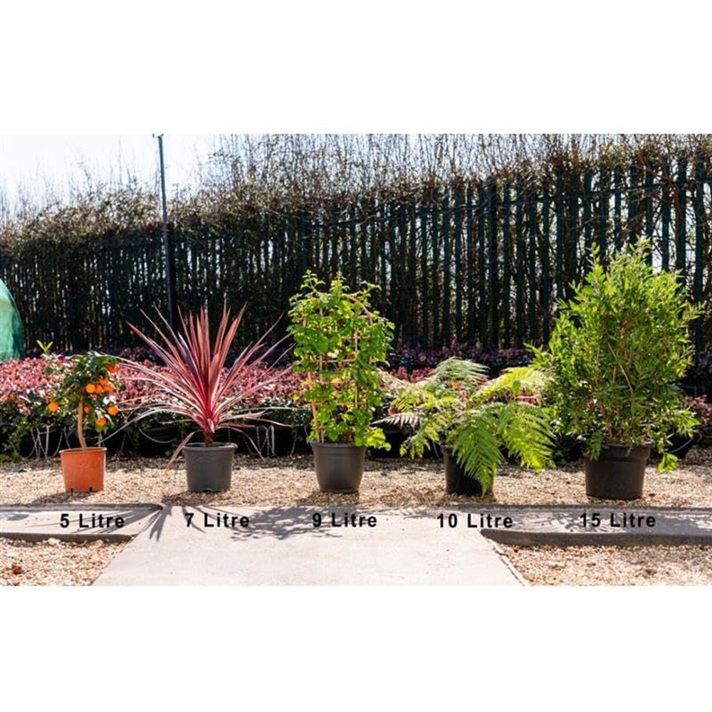 Thompson & Morgan Hazelnut Corylus Avellana Plant Pot 5L 2 Pack Image 4