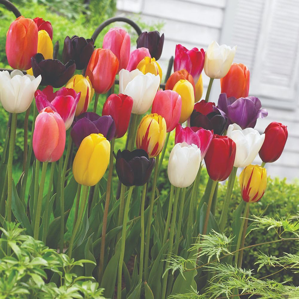 Thompson and Morgan Tulip Everlasting Mixed Planting Bulb 8 Pack Image 3