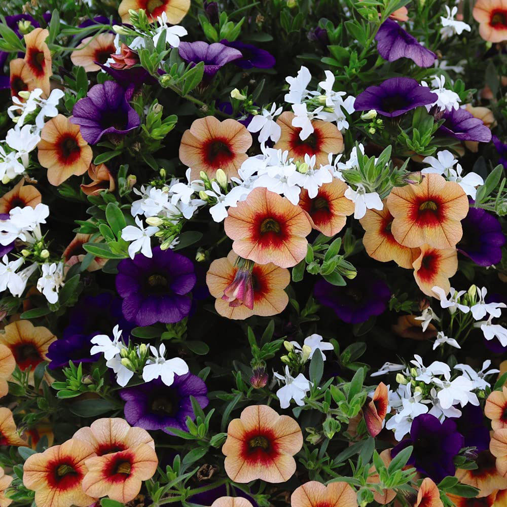 Thompson and Morgan Fruit Salad Preplanted Hanging Basket 35cm Image 1