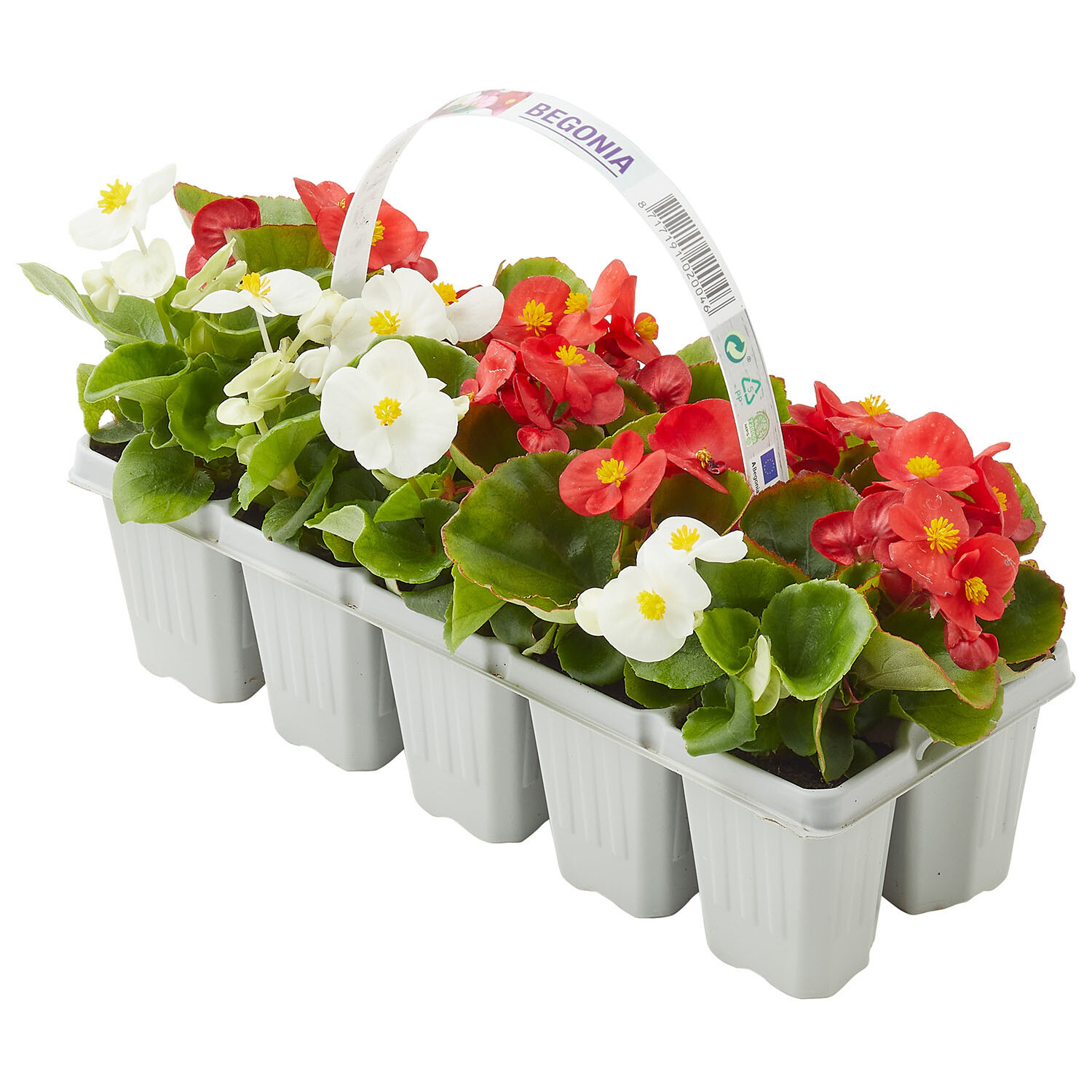Pack of 10 Begonia Bedding Plants - Multicolour Image