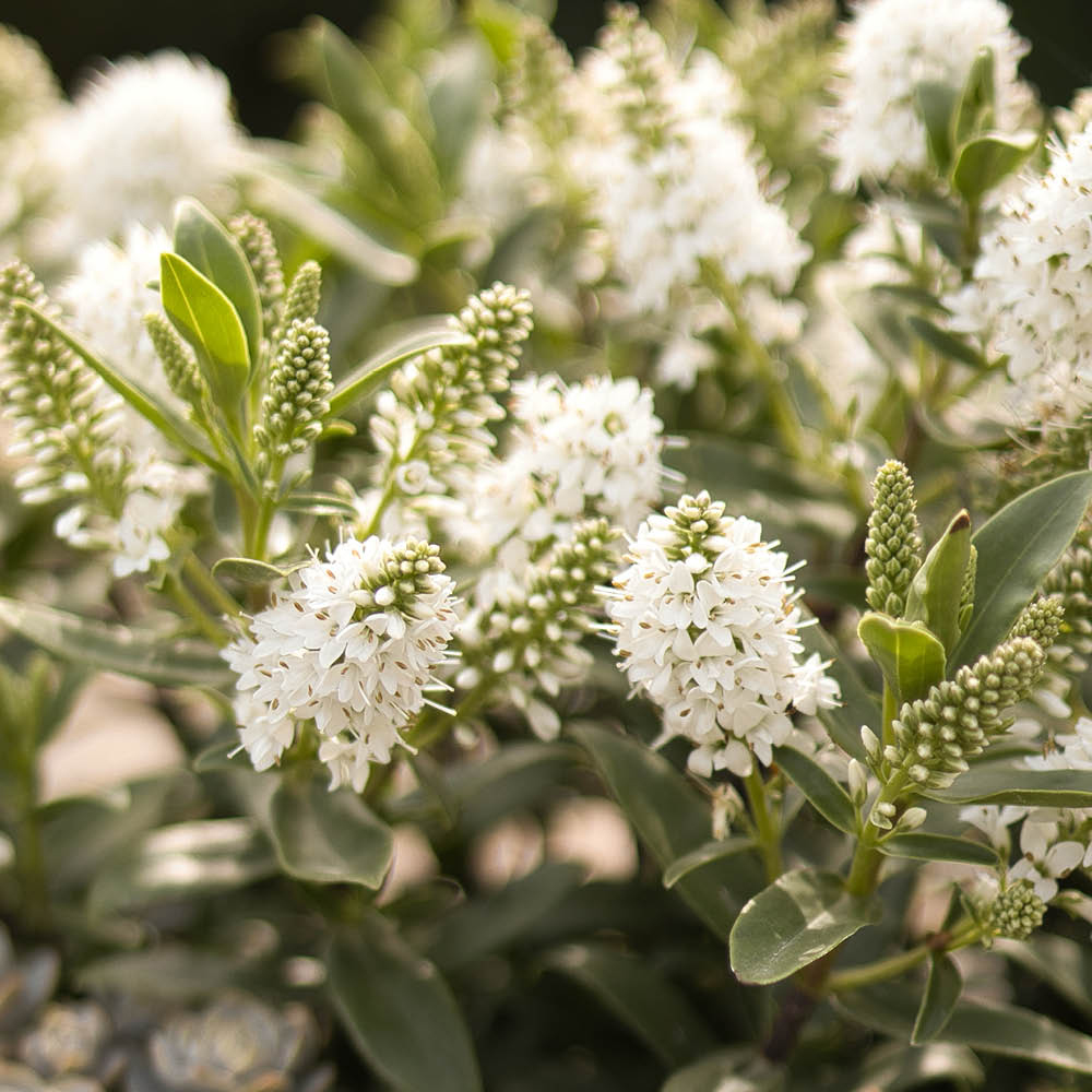 YouGarden Hebe All Bloom Collection Plant in Pot 10.5cm 3 Pack Image 3