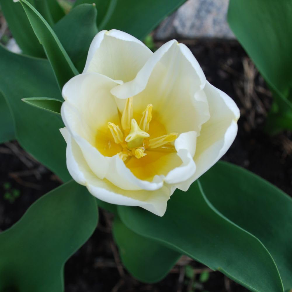Thompson and Morgan Tulip Triumph Snowstar Planting Bulb 16 Pack Image 1