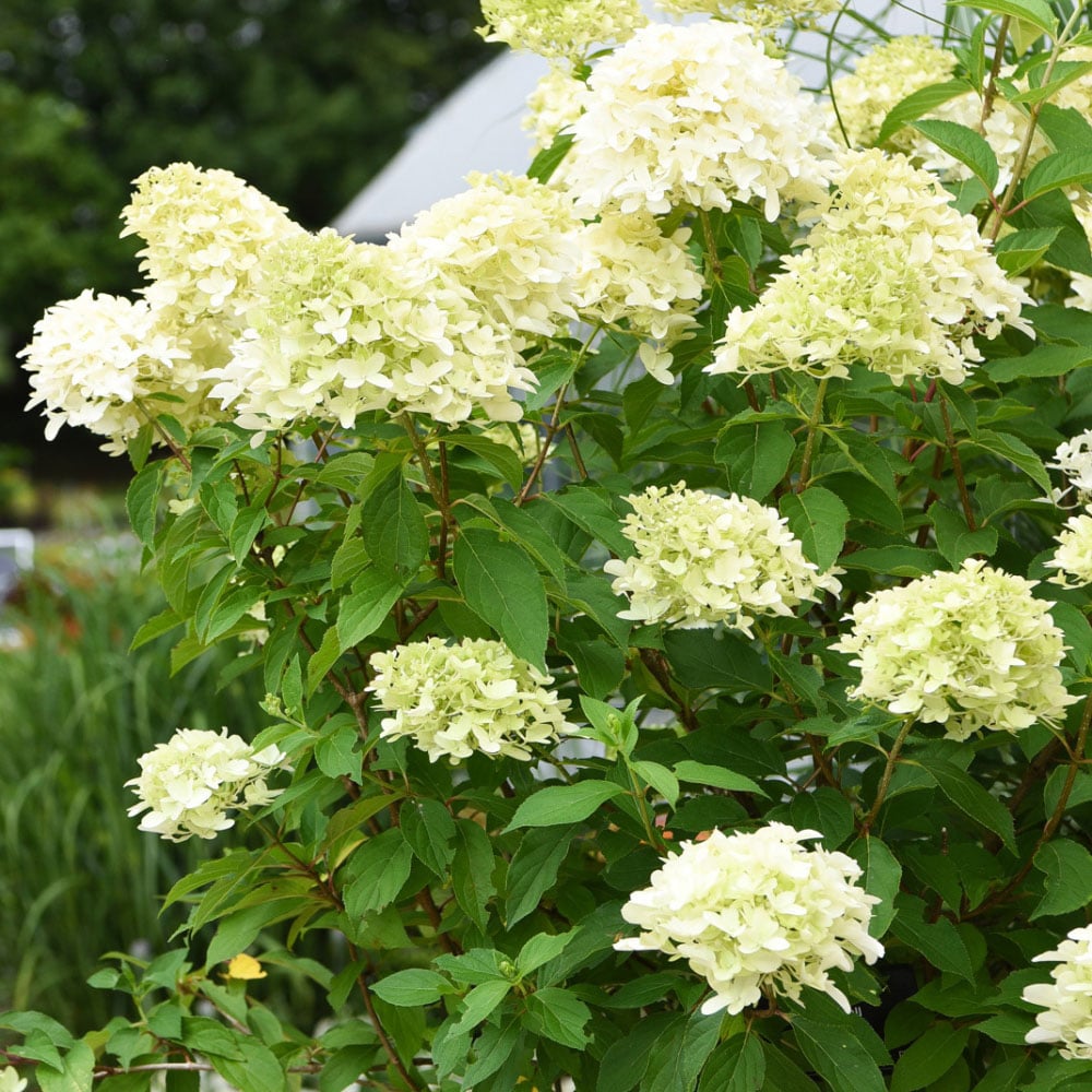 Thompson and Morgan Hydrangea Paniculata Skyfall Plant Pot 9cm 2 Pack Image 1