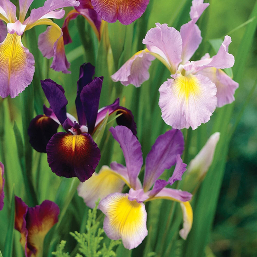 Thompson and Morgan Iris Metallic Mixture Autumn Planting Bulb 80 Pack Image 3