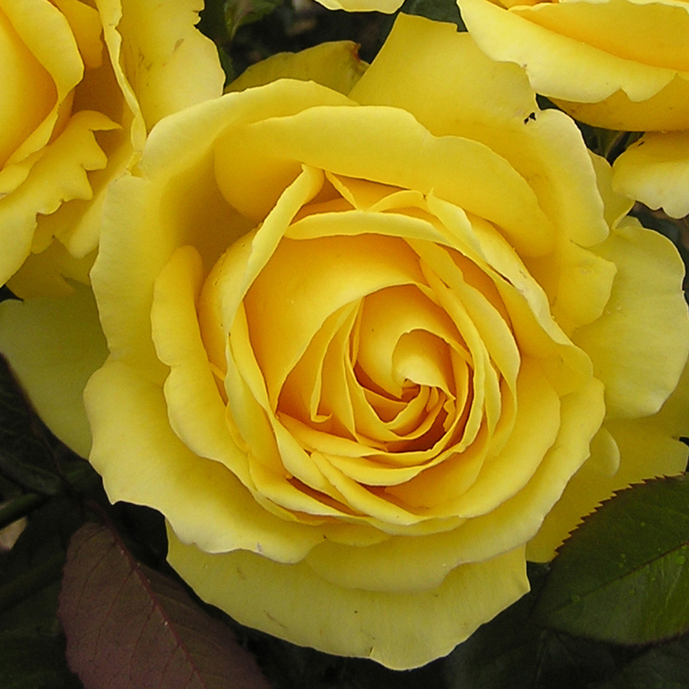 YouGarden Harkness Rose 'Golden 50th Wedding Anniversary' Pot 3L Image 2