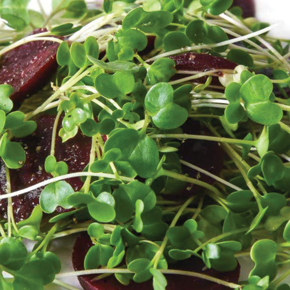 Thompson and Morgan Microgreens Cavolo Nero Nero Di Toscana Seeds Image 1