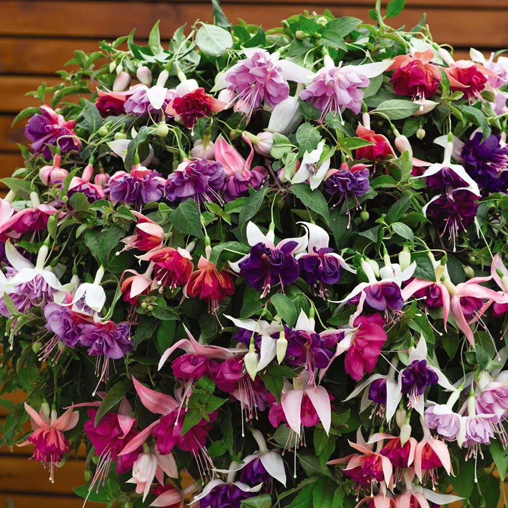 Thompson and Morgan Fuchsia Trailing Mix Preplanted Hanging Basket 30cm Image 4