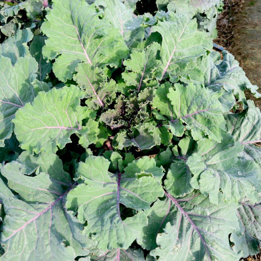 Thompson and Morgan Brassica Oleracea Var Acephala Cottagers Kale Seeds Image 1